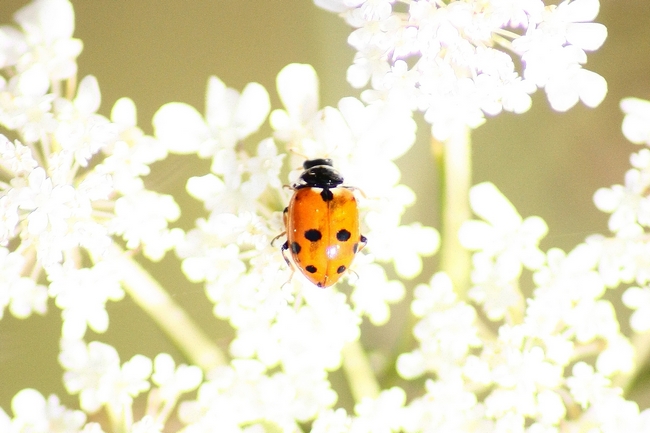 coccinella 1 da ID